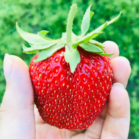 10 ks. Sazenice jahodníku Gigant, velmi velké plody