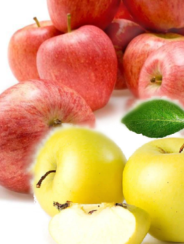 DUO Jabloň Gala + Golden Delicious – sazenice s holým kořenem