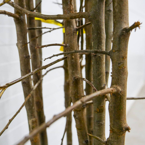 Švestka japonská Kometa – sazenice s holým kořenem