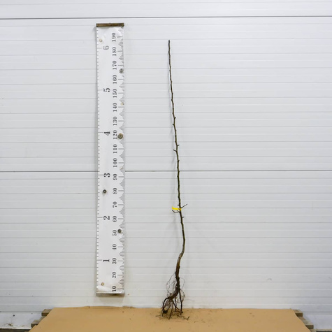 Hrušeň asijská Hosui – sazenice s holým kořenem