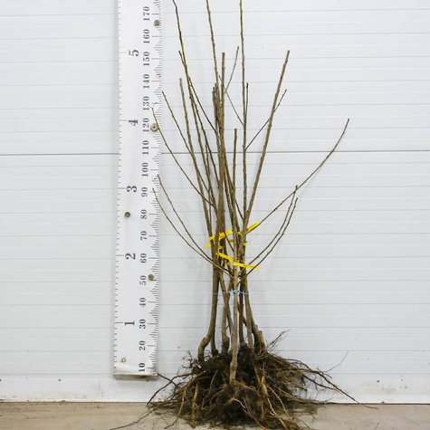 Třešeň Siestronka – sazenice s holým kořenem