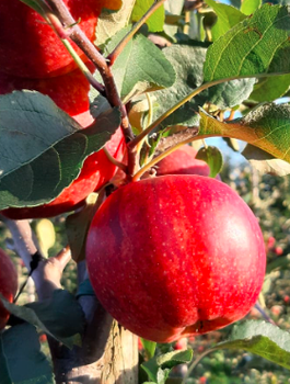 Jabloň Dark Ligol – sazenice s holým kořenem