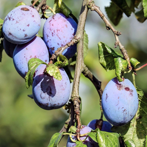 Švestka Silvia – sazenice s holým kořenem