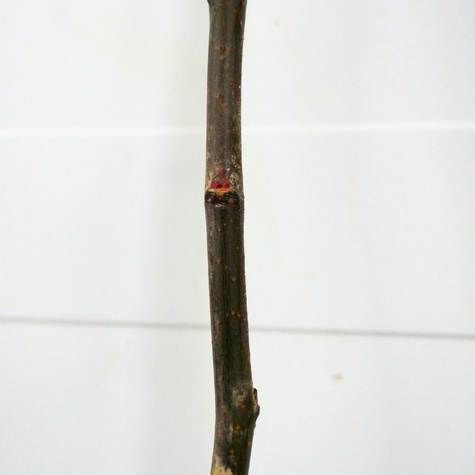 Kdouloň hruškovitá Bereczki – sazenice s holým kořenem