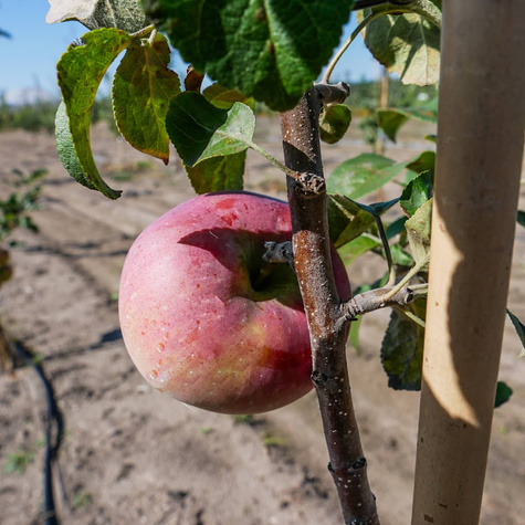 Jabloň Lobo – sazenice s holým kořenem