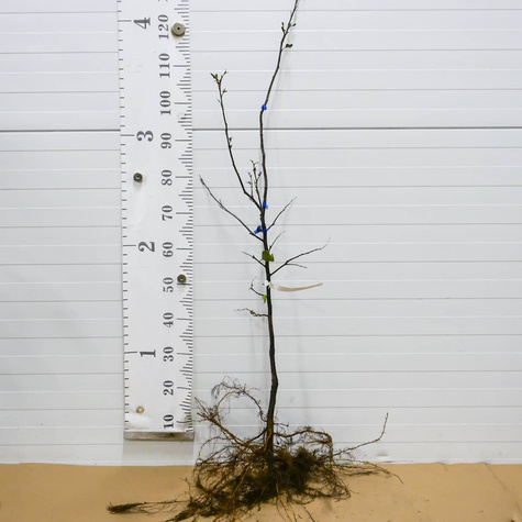 Kdoule hruškovitá Rea’s Mammoth – sazenice s holým kořenem