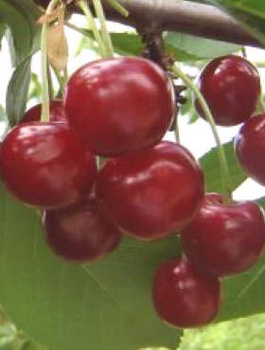 Višeň Turgenevská – sazenice s holým kořenem 