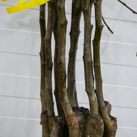 Jabloň Ligol – sazenice s holým kořenem