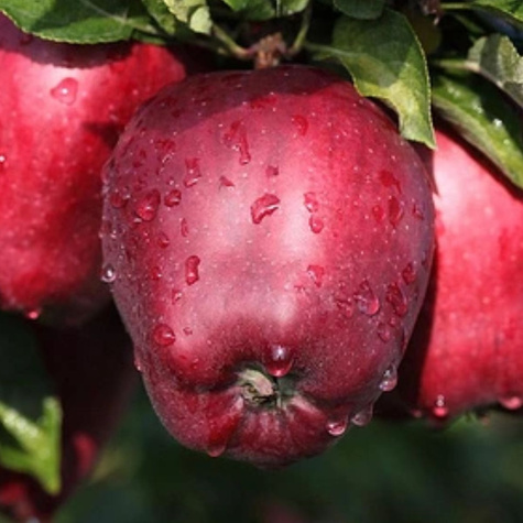 Jabloň Starking – sazenice s holým kořenem