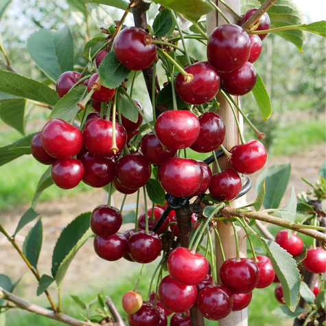 Višeň Nana – sazenice s holým kořenem