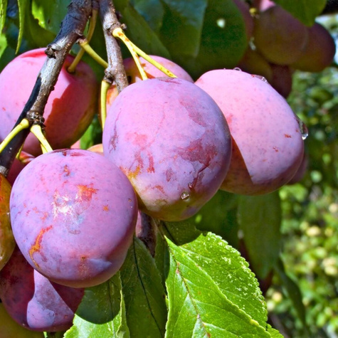 Švestka Oneida – sazenice s holým kořenem