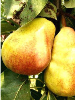 Hrušeň Lipnovka – sazenice s holým kořenem